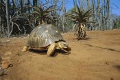Konrad Wothe - Radiated Tortois  in the spiny desert, Madagascar