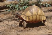 Konrad Wothe - Ploughshare Tortoise portrait,  Madagascar
