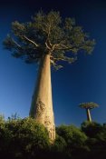 Konrad Wothe - Grandidier's Baobab trees, Madagascar