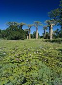 Konrad Wothe - Grandidier's Baobab trees and Water Lilies , Madagascar
