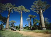 Konrad Wothe - Grandidier's Baobab trees beside road, Madagascar