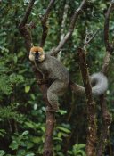 Konrad Wothe - Red-fronted Brown Lemur male, Ranomafana NP, Madagascar