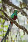 Konrad Wothe - Resplendent Quetzal male, Costa Rica