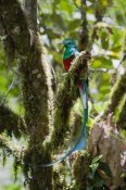 Konrad Wothe - Resplendent Quetzal male, Costa Rica