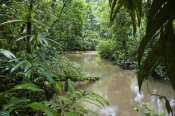 Konrad Wothe - River in lowland rainforest, Braulio Carrillo National Park, Costa Rica