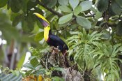 Konrad Wothe - Chestnut-mandibled Toucan in trees, Costa Rica