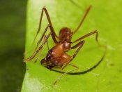 Konrad Wothe - Leafcutter Ant ant cutting leaf, Costa Rica