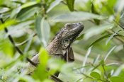 Konrad Wothe - Green Iguana in lowland rainforest, Costa Rica