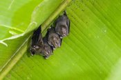 Konrad Wothe - Peters' Tent-making Bats roosting,  Costa Rica