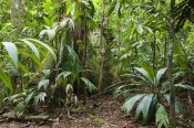 Konrad Wothe - Lowland rainforest, Braulio Carrillo National Park, Costa Rica