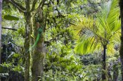Konrad Wothe - Resplendent Quetzal male at nest, Costa Rica