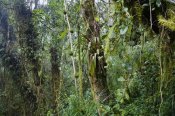 Konrad Wothe - Rainforest at Cerro de la Muerte, Costa Rica