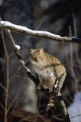 Konrad Wothe - Wild Cat on tree branch, Germany