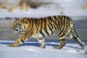Konrad Wothe - Siberian Tiger cub walking in snow, native to Siberia