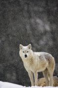Gerry Ellis - Timber Wolf female, temperate North America