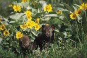 Gerry Ellis - Timber Wolf pups among flowers, North America