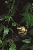 Gerry Ellis - Pacific Tree Frog, Pacific Coast, North America