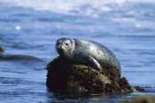 Gerry Ellis - Harbor Seal hauled out on a rock Pacific Coast, North America