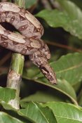 Gerry Ellis - Boa Constrictor coiled around branch, northern South America