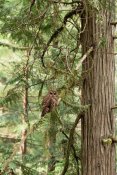 Gerry Ellis - Northern Spotted Owl, Pacific Northwest coast, North America