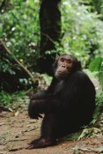 Gerry Ellis - Chimpanzee on forest floor, Gombe Stream National Park, Tanzania