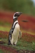 Gerry Ellis - Magellanic Penguin portrait, West Falkland Island, Falkland Islands