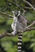 Gerry Ellis - Ring-tailed Lemur sitting on tree branch, Madagascar