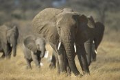 Gerry Ellis - African Elephant group, vulnerable, Samburu National Reserve, Kenya