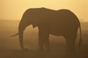 Gerry Ellis - African Elephant silhouetted at sunset, Amboseli National Park, Kenya