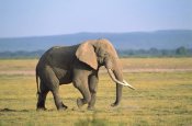 Gerry Ellis - African Elephant bull walking across grassland, Amboseli National Park, Kenya