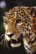 Gerry Ellis - Jaguar portrait, Belize Zoo, Belize