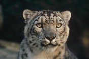 Gerry Ellis - Snow Leopard, Woodland Park Zoo