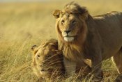 Gerry Ellis - African Lion, juvenile males, Masai Mara Reserve, Kenya