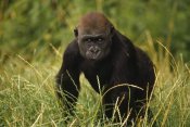 Gerry Ellis - Western Lowland Gorilla juvenile, equatorial West Africa