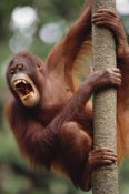Gerry Ellis - Orangutan hanging on tree, Sepilok Forest Reserve, Sabah, Borneo