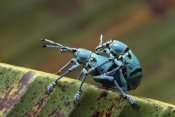 Gerry Ellis - True Weevil pair mating, Kikori Delta, Papua New Guinea