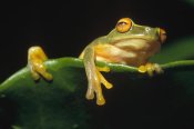 Gerry Ellis - Australasian Tree Frog on leaf, Kikori River Delta, Papua New Guinea
