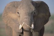 Gerry Ellis - African Elephant close-up, Amboseli National Park, Kenya