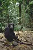 Gerry Ellis - Chimpanzee profile, Gombe Stream National Park, Tanzania