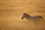 Gerry Ellis - Burchell's Zebra in savannah grass, Masai Mara National Reserve, Kenya