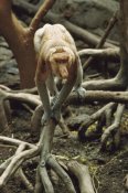 Gerry Ellis - Proboscis Monkey walking along tree roots, Borneo