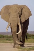Gerry Ellis - African Elephant bull, Amboseli National Park, Kenya