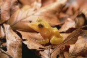 Gerry Ellis - Solomon Island Leaf Frog , Woodland Park Zoo, Washington
