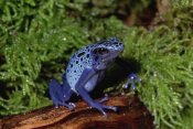 Gerry Ellis - Blue Poison Dart Frog , native to South America