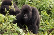 Gerry Ellis - Mountain Gorilla female, Virunga Mountains