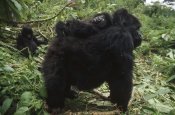 Gerry Ellis - Mountain Gorilla baby balancing on mother's back, Virunga Mountains
