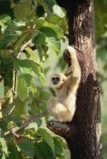 Gerry Ellis - White-handed Gibbon in tree, northern Thailand