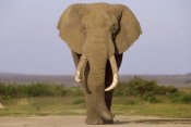 Gerry Ellis - African Elephant bull, Amboseli National Park, Kenya