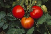 Gerry Ellis - Tomato fruit ripening on vine