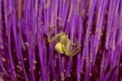 Gerry Ellis - Goldenrod Crab Spider female on flower, North America